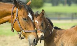 BRAHMANANDA PURANA - Recovery of the Sacrificial Horse